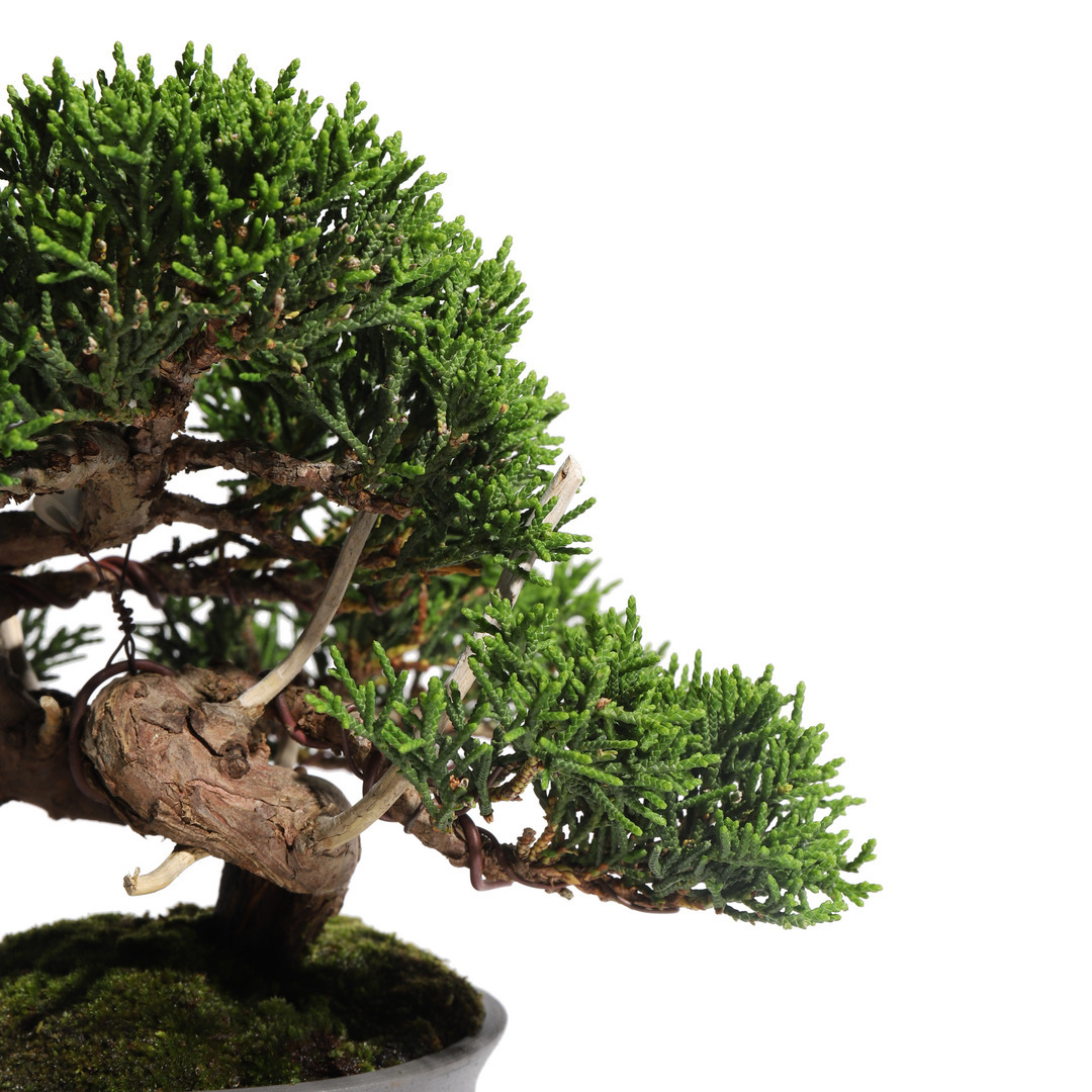 真柏 -Japanese Juniper- （推定樹齢30年）-M0015-｜TRADMAN'S BONSAI